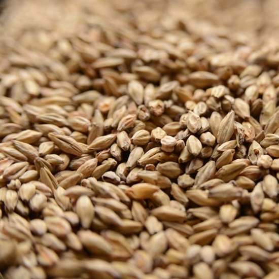 gambrinus honey malt