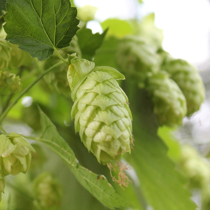 german hops