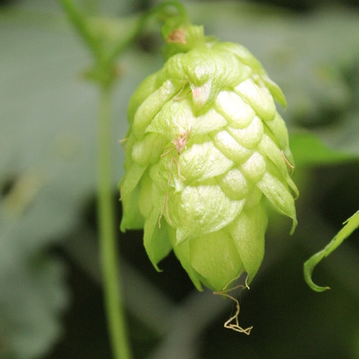 new zealand hops