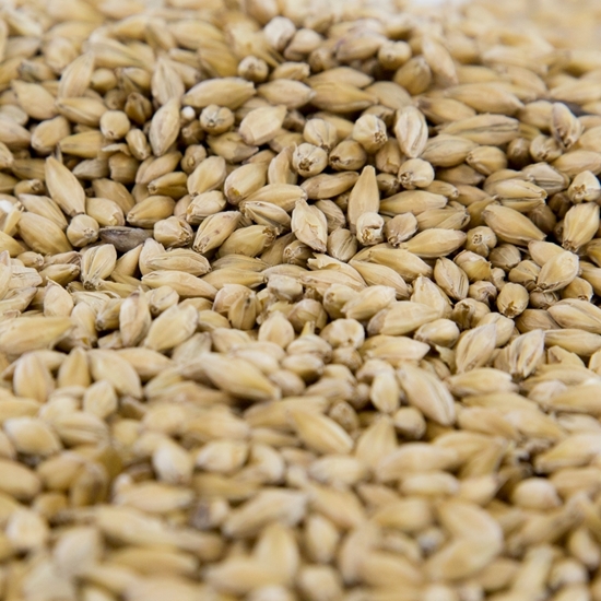 gambrinus pilsner malt