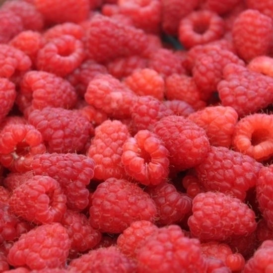 raspberry fruit powder kg