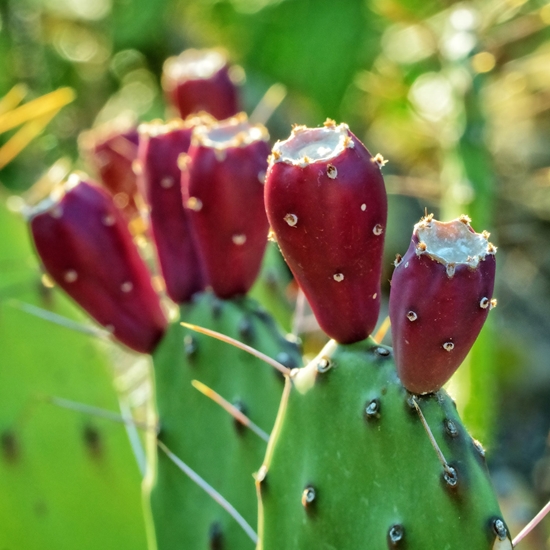 kerry prickly pear flavoring gallon