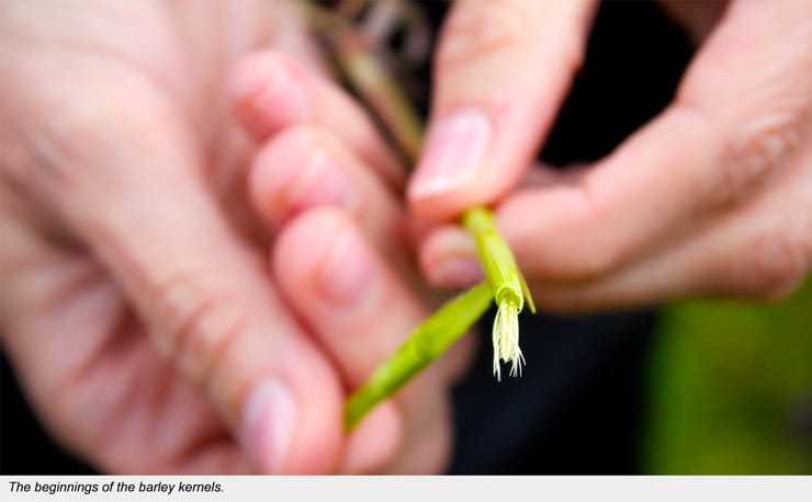 Young Barley