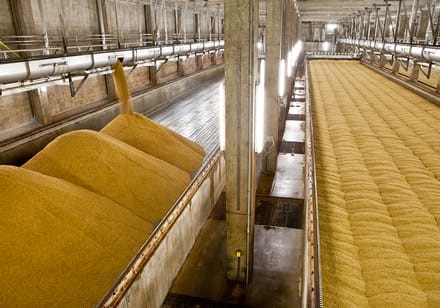 Rahr Malt Germination