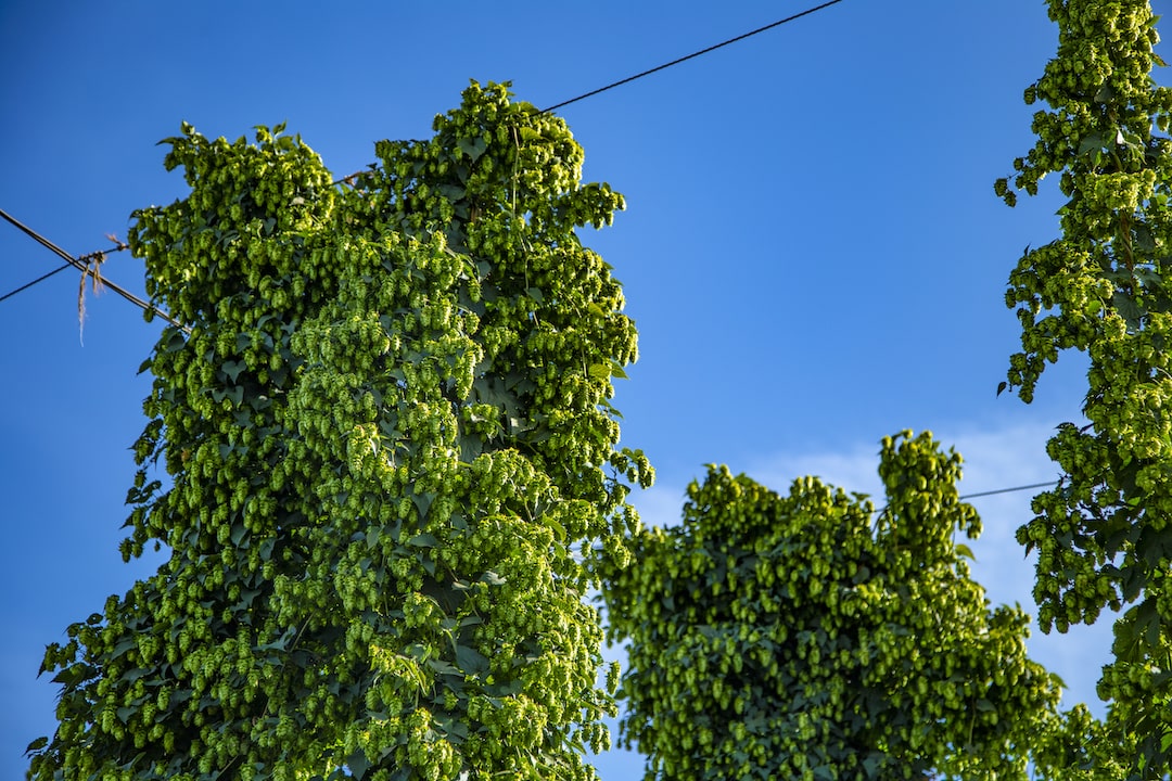 mature hop cones on a bine waiting to be harvested