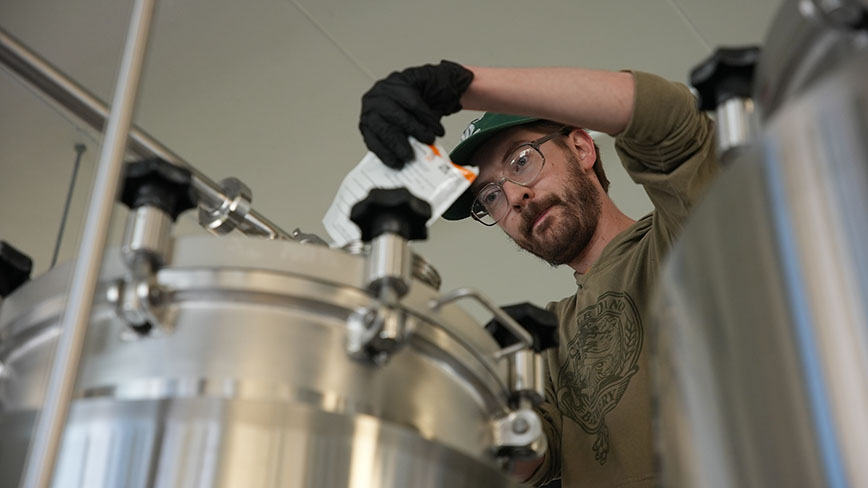 Brewer pitches dry yeast into fermenter.