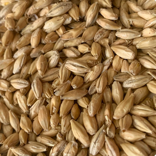 Picture of Rahr To Thee! Pils™