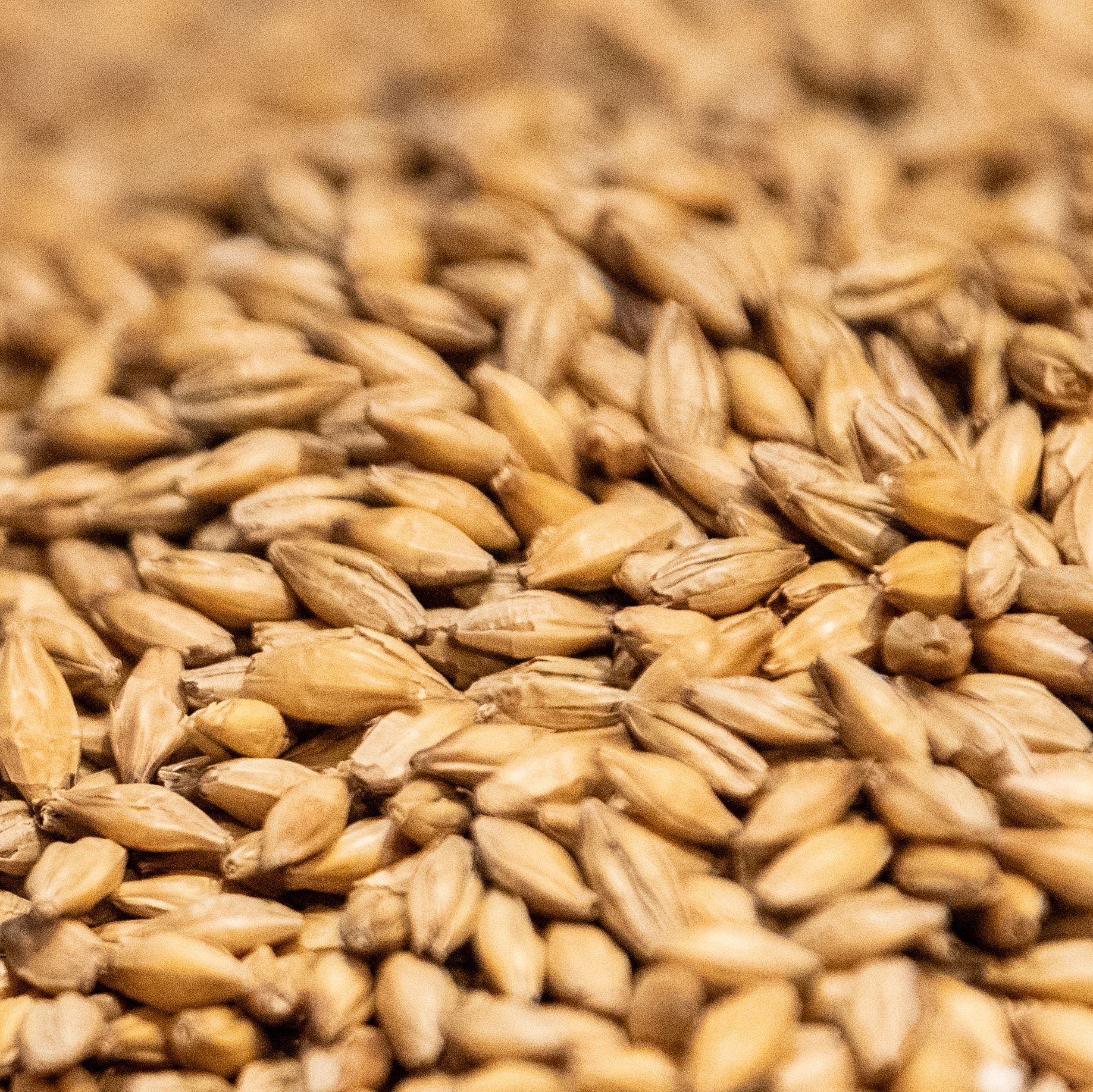 Picture of Gambrinus Chit Malt