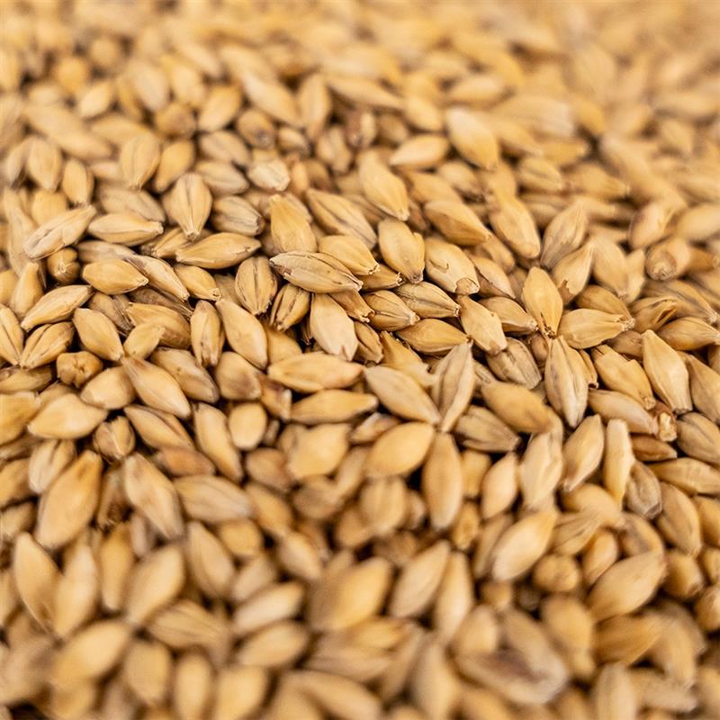 Picture of Ultra Dingemans Pils™